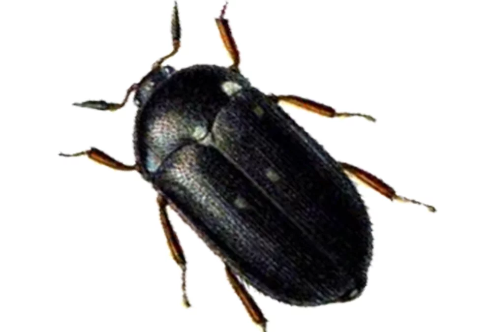 Gefleckter Pelzkäfer