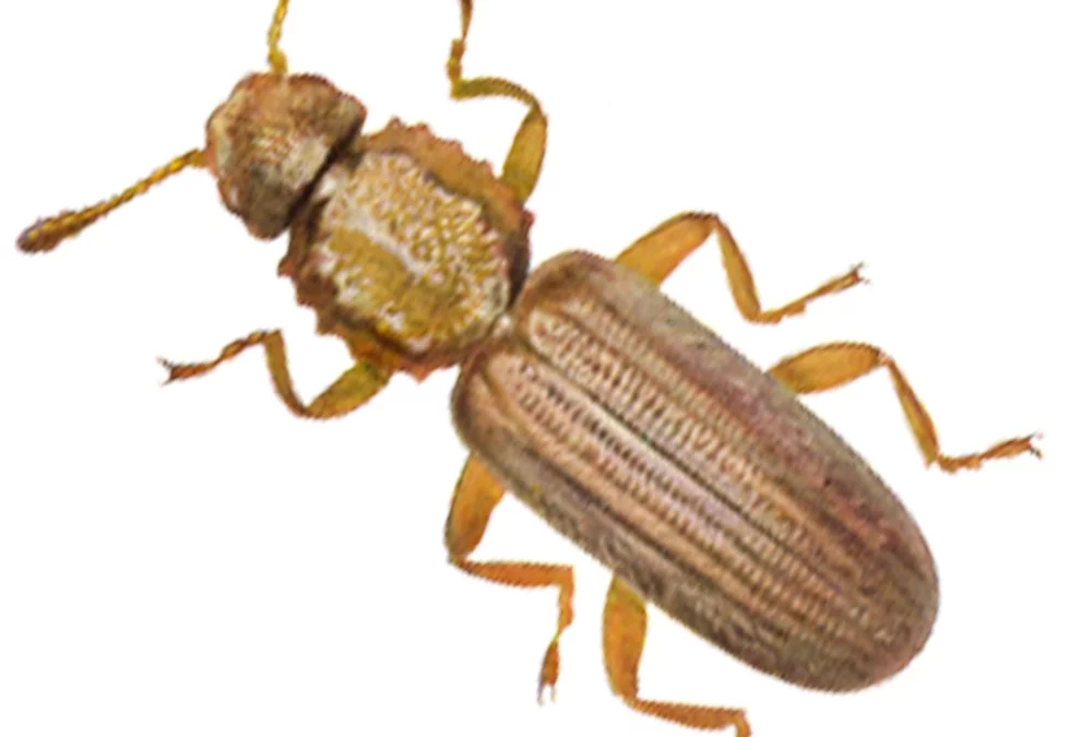 Getreideplattkäfer