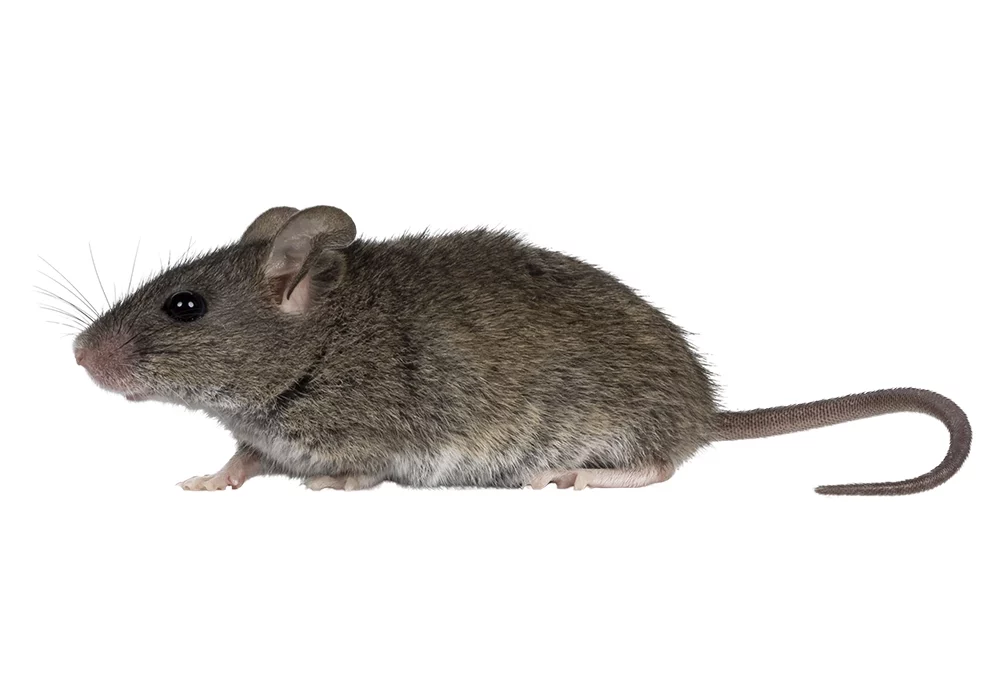 Hausmaus