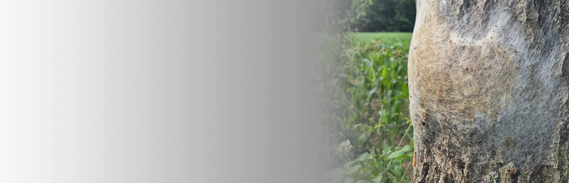 Nitor Header Eps